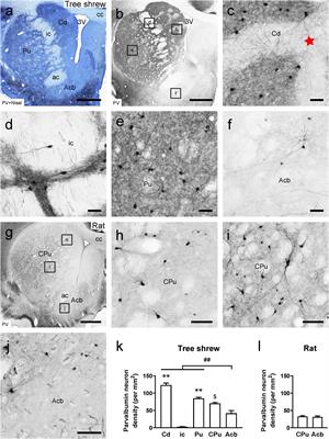 Whole-Brain Afferent Inputs to the Caudate Nucleus, Putamen, and Accumbens Nucleus in the Tree Shrew Striatum